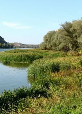 Лиски