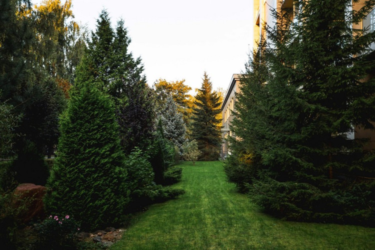 AZIMUT Здоровье Янтарь