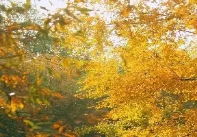 Осень в Радоне со скидкой 15%